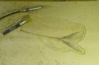 Photo showing a fish from the 18 inch layer under preparation.